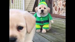 Adorable Golden Labrador Puppy Wears Elf Costume for Christmas [upl. by Hike892]