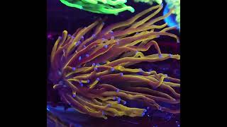 euphyllia reefkeeper reefaquarium meerwasseraquaristik korallen [upl. by Lezah]