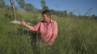 Identifying Tall windmill grass Chloris ventricosa with Dr Judi Earl [upl. by Ainessey]