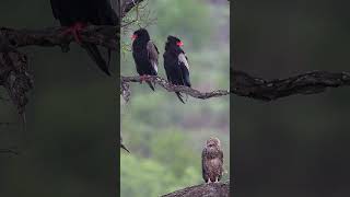 Bateleur Eagle  Female male amp juvenile [upl. by Yedrahs958]