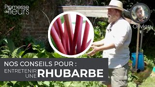 Nos conseils pour entretenir une rhubarbe [upl. by Land]