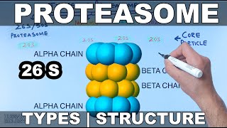 Proteasome  Types and Structures [upl. by Pomona]