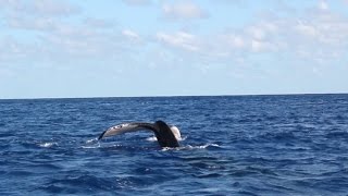 Rongohiva Watersports  whale watching [upl. by Rexferd65]