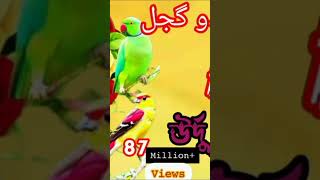 New urdu gojol Shorts bidieoqurantilawatabdulrahmanmossad [upl. by Afrika]