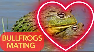 Bullfrog Secrets exploring the mating rituals of these amphibious lovebirds [upl. by Aipotu]