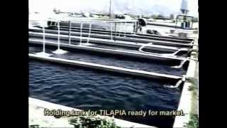 002 INTENSIVE TILAPIA FARMING  Coachella Valley Cal USA [upl. by Alik]