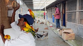 Parrots Released Into Our New Aviary  Naya Firm Pe Bird Chor Diya [upl. by Idnil905]