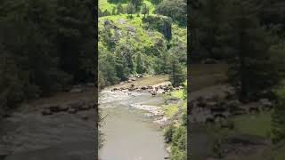 Crossing water rodeo cattle farming horse [upl. by Longwood]