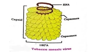 Acellular Life Virus MCQS for MDCAT NEET DPT [upl. by Anairb]