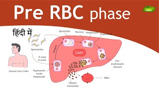 Plasmodium in Hindi  Malaria  Exoerythrocytic schizogony  Parasitology  Basic Science Series [upl. by Acinok155]