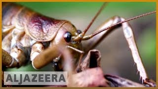 Saving New Zealands prehistoric giant weta  earthrise [upl. by Hartfield]