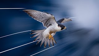 The Secret of the Peregrine Falcons Dive [upl. by Attenra]