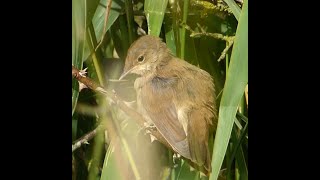 Reed Warbler Fledglings  Doxey Marshes Part 1 [upl. by Belva530]