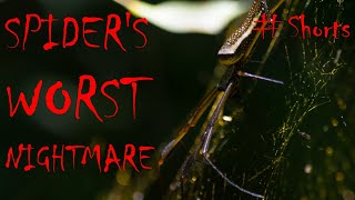 Giant Damselflies Eat Spiders Biology Lesson Shorts [upl. by Akemyt]