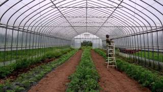 Planting organic tomatoes in the greenhouse [upl. by Angelique]