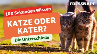 Katze oder Kater Wie sich die Geschlechter bei Katzen unterscheiden [upl. by Ahsikahs424]