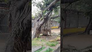 Banyan Tree ॥ ஆலமரம் வேர் 🌳 [upl. by Gnilyam]