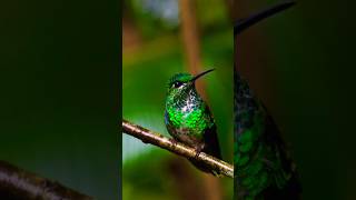 The GreenCrowned Brilliant Hummingbird Birds photo graphy birds shorts video [upl. by Anavlis]