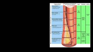 Pathophysiology of Cerebrovascular Accidents [upl. by Delilah96]