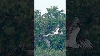 Crazy pelican steals fish from Osprey in mid air [upl. by Jarrell]