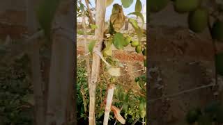 20kgchote tree prviralvideofarmingtranding [upl. by Ahselet]