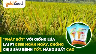 quotPhát sốtquot với giống lúa lai F1 GS55 ngắn ngày chống chịu sâu bệnh tốt năng suất cao [upl. by Anik391]