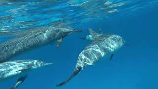 Spinner dolphin Stenella longirostris is a small dolphin that lives in tropical coastal waters [upl. by Akirat]