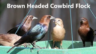 Brownheaded Cowbird Song [upl. by Ninazan]