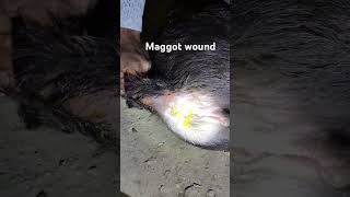 Maggot wound in cute buffalo baby buffalo calf shorts maggot irishelk buffaloed treat cow [upl. by Ing]