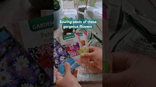 Sowing seeds of zinnia river daisy and petunia lofi garden gardening seedsowing [upl. by Ahselat]