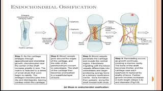 Endochondral Ossification  Formation of Bone  Calcification of Cartilage [upl. by Haziza]