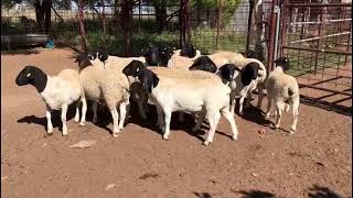 DORPER SHEEP KYRGYZSTAN [upl. by Adelaida]