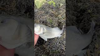 Seabass fishing fish angler bassfishing fishinglife [upl. by Puritan]