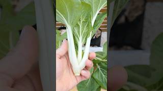 Growing Baby Bok Choy from seeds [upl. by Mcgill]