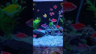 Beautiful freshwater widow tetra shorts freshwaterfish widowtetra aquarium [upl. by Eloc]