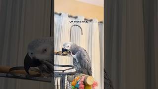 Gizmo thanks you for being here 🥂 talkingparrot funnyparrot gizmothegreybird bird [upl. by Adlay719]