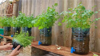 Amazing  Growing coriander at home with water [upl. by Zacherie]