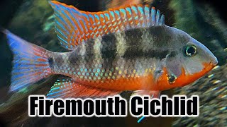 Firemouth Cichlid  Care Guide amp Species Profile [upl. by Niroc]