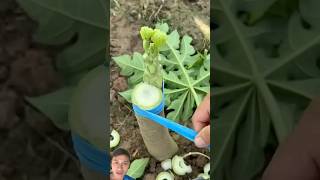 Papaya Grafting Secret sonasmr gardening [upl. by Etteloiv]