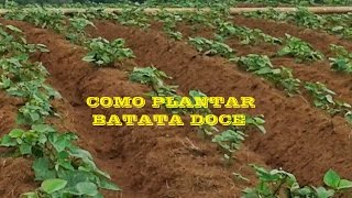 Como plantar BATATA DOCE  parte 3 atualização [upl. by Ulises]