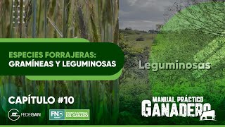 Capítulo 10 ManualPracticoGanadero  Especies Forrajeras gramíneas y leguminosas [upl. by Robma]