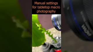 Manual settings for tabletop macro photography shorts [upl. by Harihat]