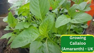 Growing Callaloo Amaranth  UK [upl. by Anohr347]