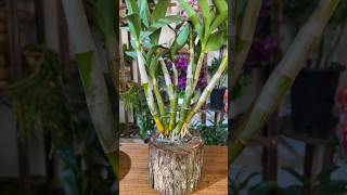 great tips propagation dendrobium plant from cutting branches short plant orchid [upl. by Molly790]