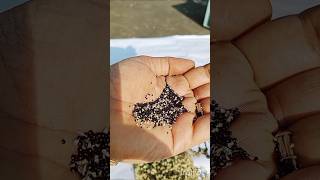 Seeds Harvest Viewed from Amaranthus Rtroflexus Plant rooftop shorts nature seeds harvesting [upl. by Esorrebma380]