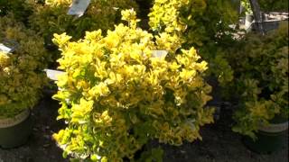 Golden Euonymus [upl. by Htezil]