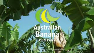 LPG Australian Banana Company in action at Innisfail Banana Farming Company Extended [upl. by Germaine725]