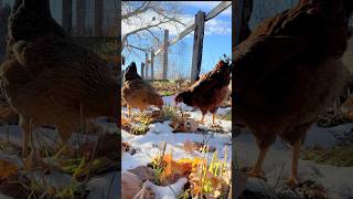 The hens grazing on this beautiful snowy morning [upl. by Mccormac]