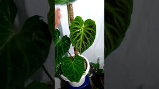 Pesona tanaman hias philodendron verrucosum [upl. by Ruperto]