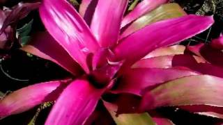 Neoregelia neo bromeliads explained [upl. by Ojimmas]